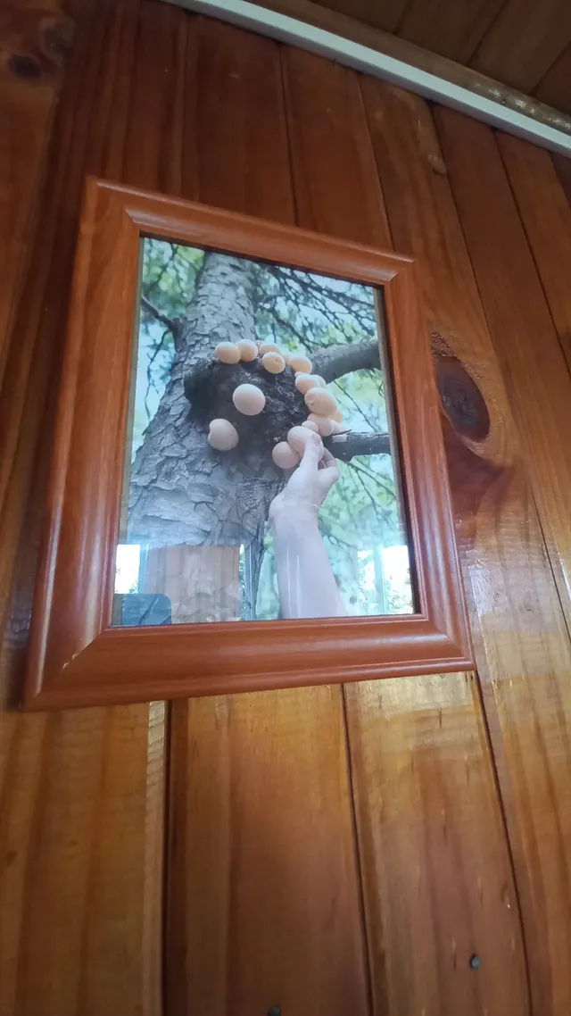 Cuadro con marco de madera que retrata una mano tocando un tronco cubierto de pequeños hongos, una imagen artística que evoca la conexión con la naturaleza y el ambiente boscoso del sur — Conguillío — Hostal Micelio, Villarrica.